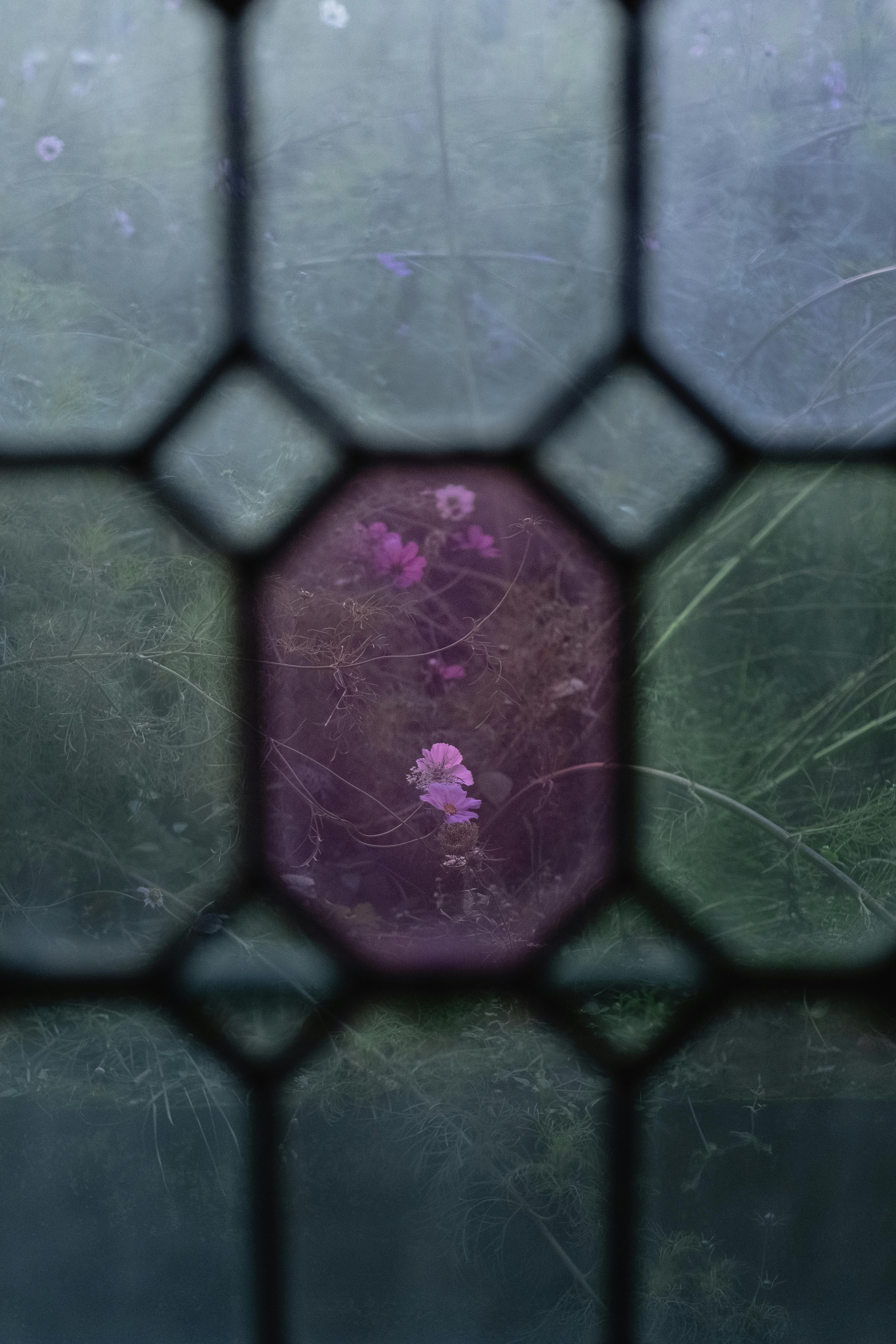 Delicate purple flowers viewed through textured glass create a dreamy atmosphere.