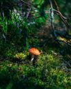 Toadstool Growing on a Moss