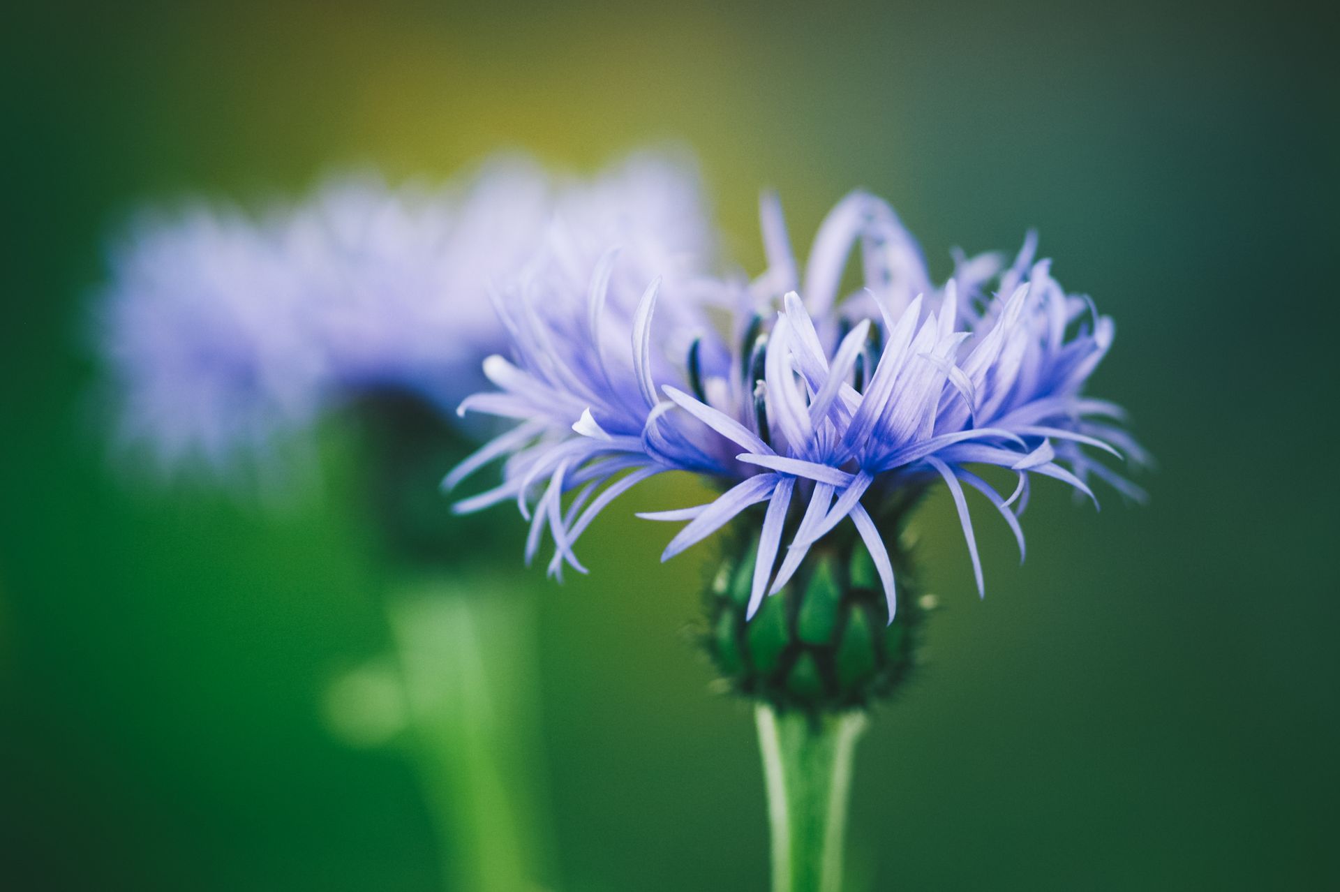 A vibrant closeup of a blue cornflower blooming against a green background, highlighting its delicate petals.