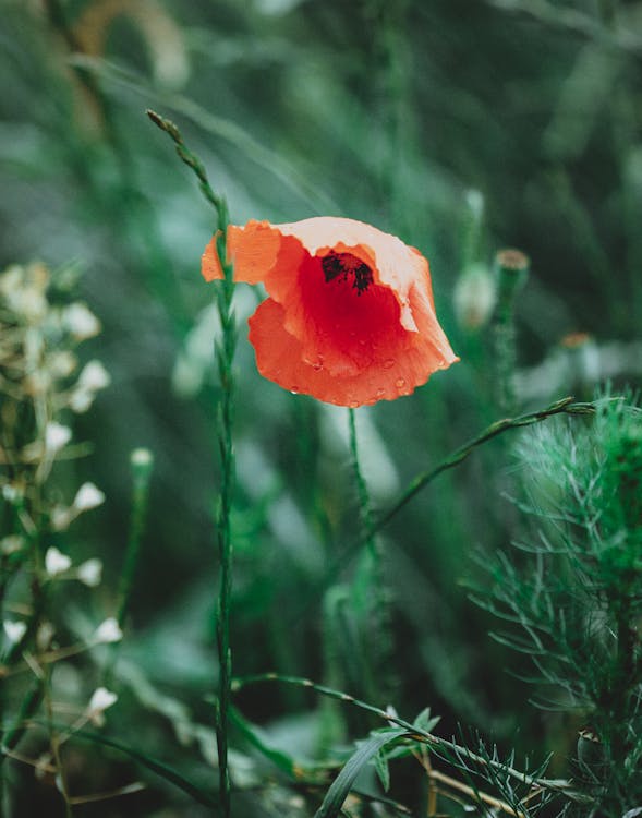 Photos gratuites de centrale, coquelicot, eau