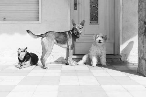 Dog Sitting on a Porch 