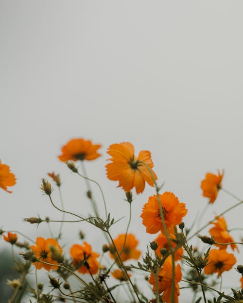 Close-Up Shot of Orange Cosmos in Bloom