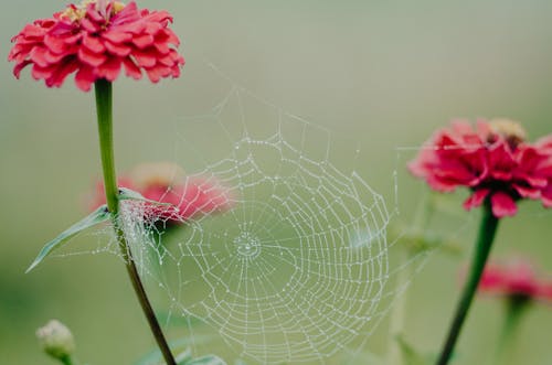Free Close-Up Shot of a Spider Web  Stock Photo