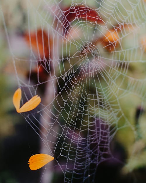 Free Close-Up Shot of a Spider Web Stock Photo