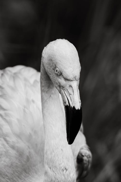Δωρεάν στοκ φωτογραφιών με άσπρο πουλί, ασπρόμαυρο, ζωικά θέματα Φωτογραφία από στοκ φωτογραφιών
