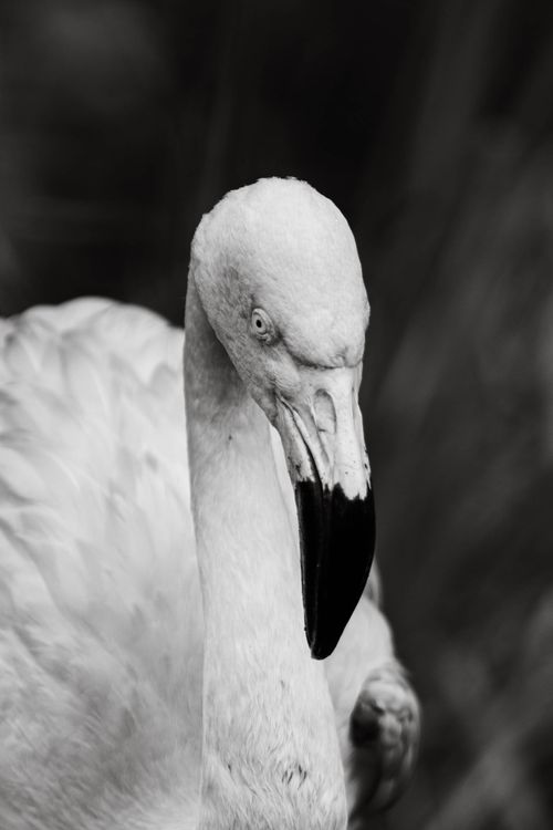 Free Close-up black and white photo capturing the elegance of a flamingo. Stock Photo