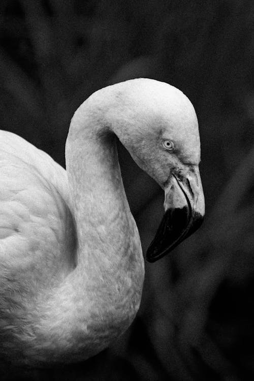 Profile of a White Bird with White and Black Beak