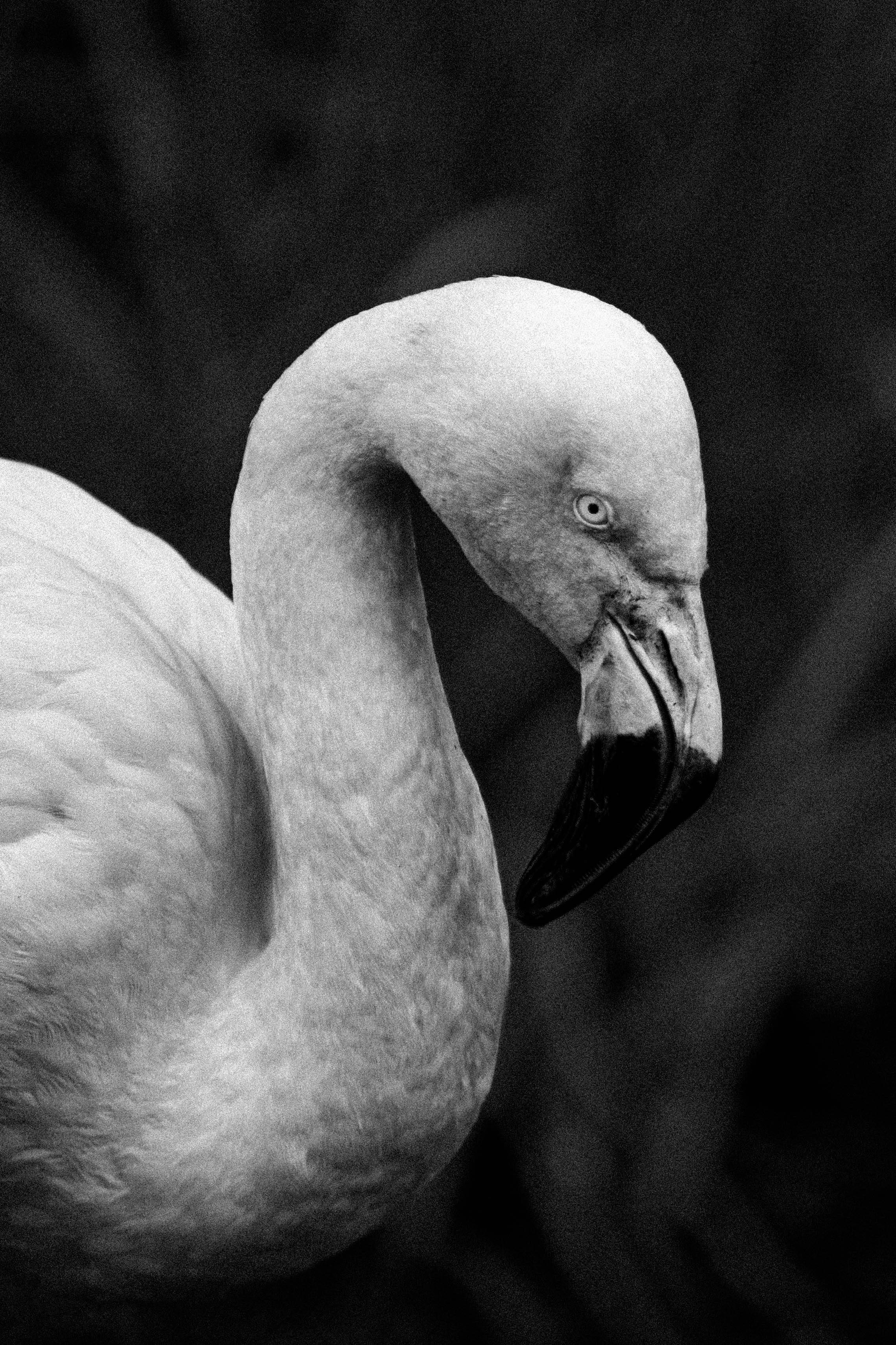 black and white photography birds