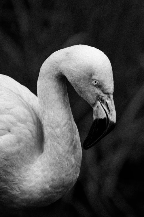 Free Striking black and white portrait of a flamingo with detailed feathers and graceful pose. Stock Photo