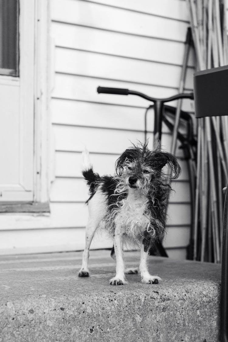 Small Dog With Clumped Hair