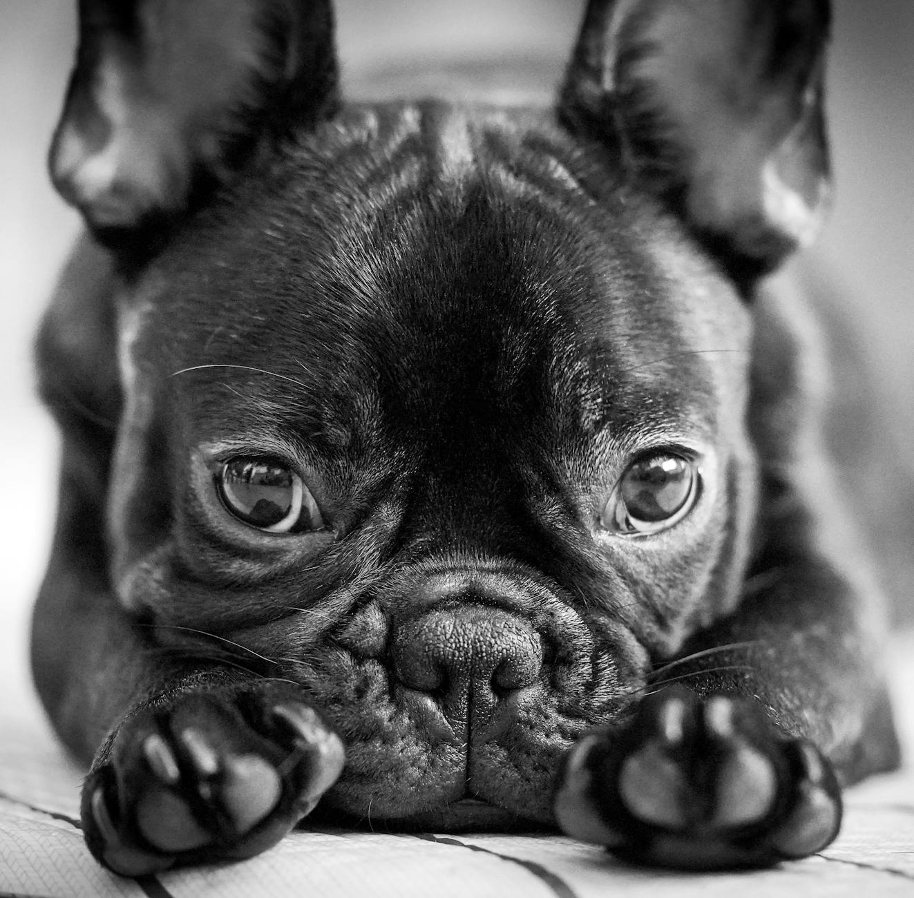 White and black French Bulldog
