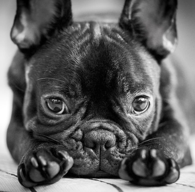 Grayscale Photo of a Cute Pug