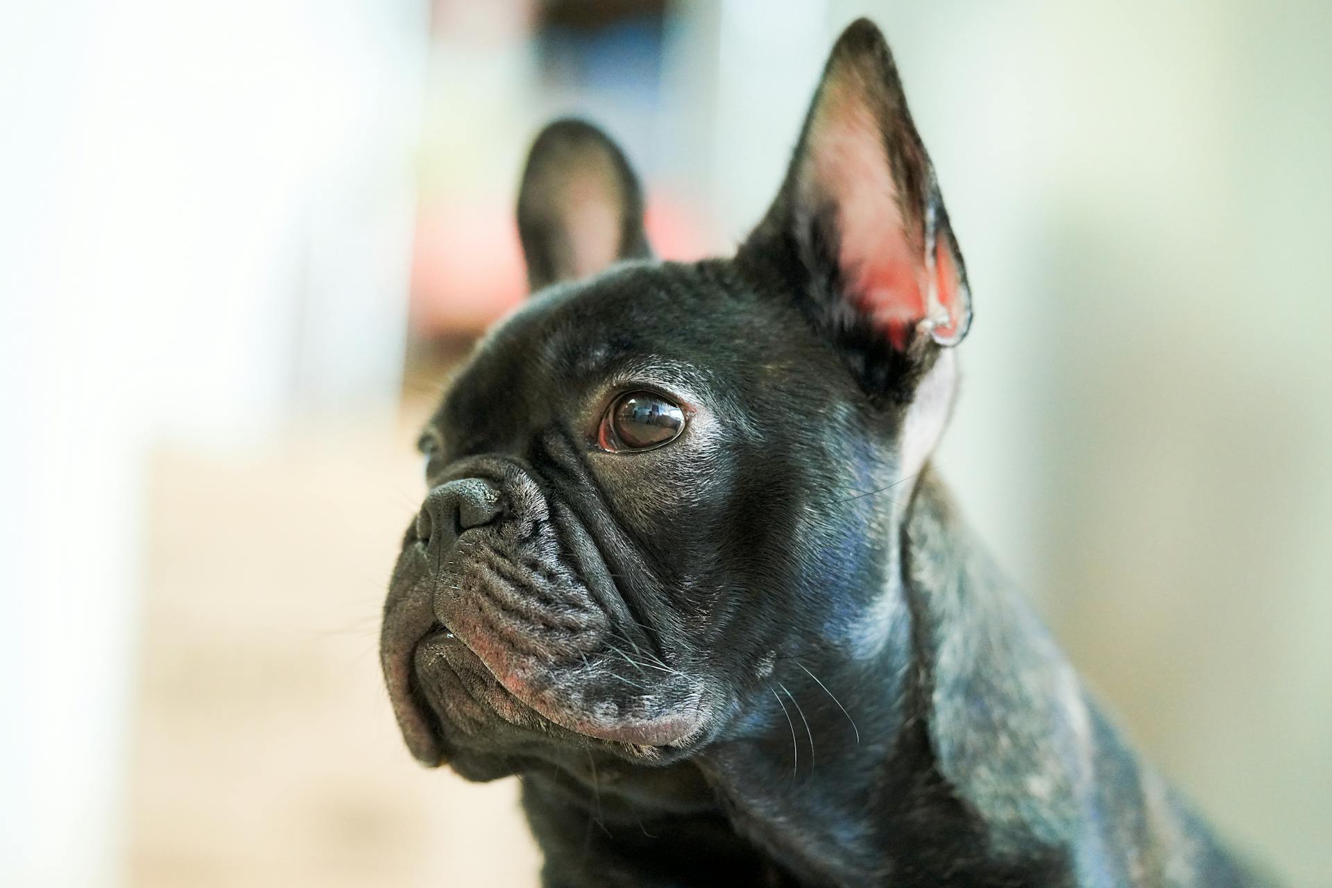 Close-Up Shot of a Black French Bulldog