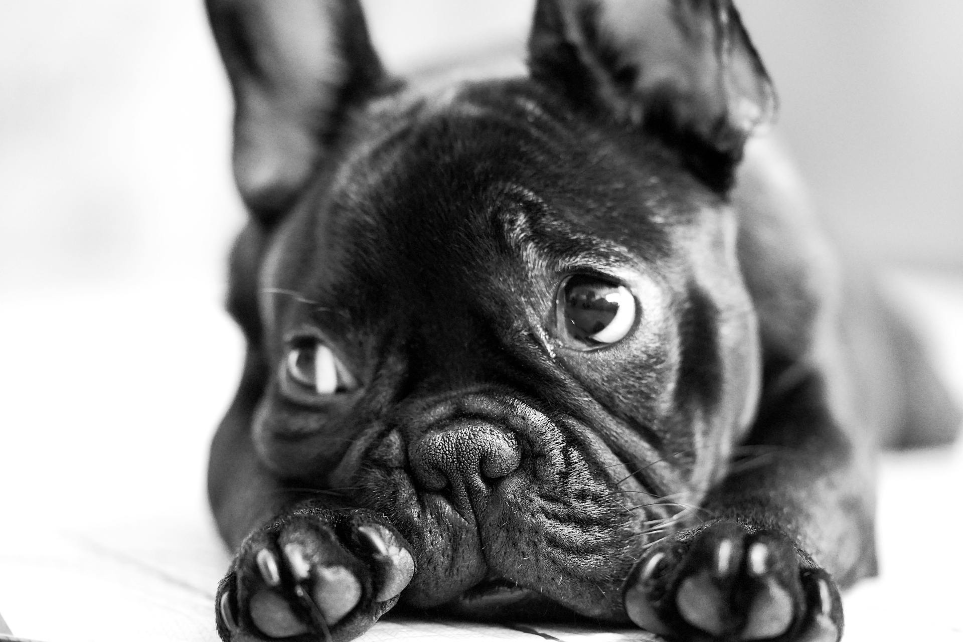 French Bulldog in Close-Up Photography