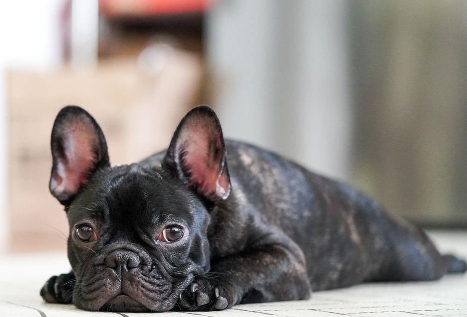 best dog food for sensitive stomachs 2026
