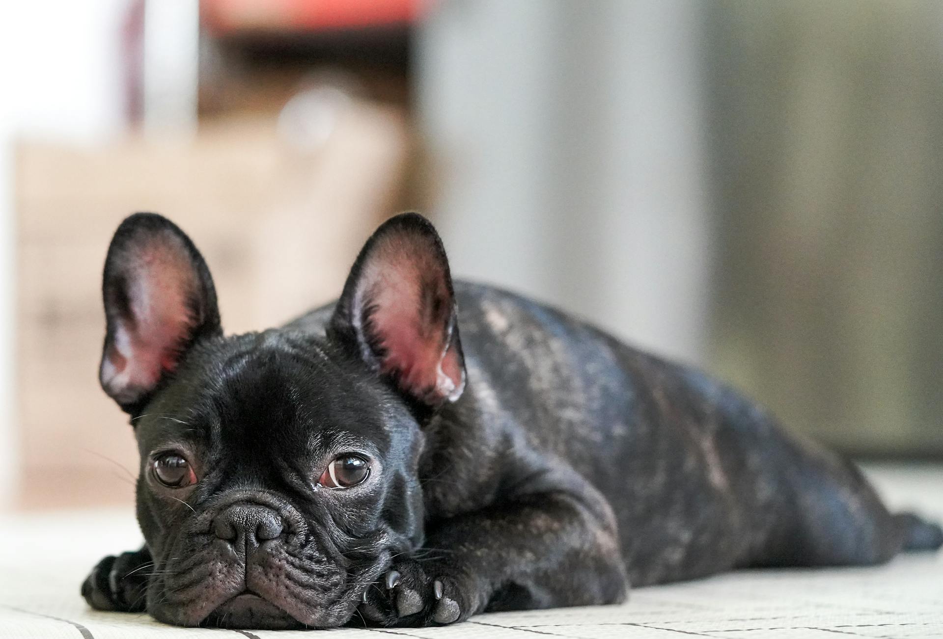 Black French Bulldog Lying on White Floor