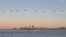 Birds Flying over the City during Sunset