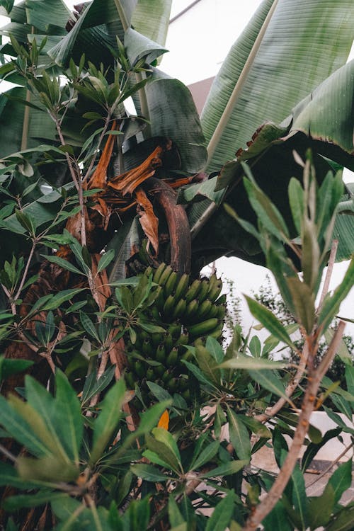 Free Banana Tree With Green Leaves Stock Photo