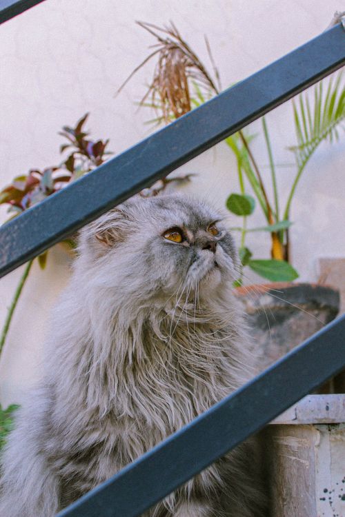 Free Elegant Persian cat posing beside a stairway with lush greenery background. Stock Photo