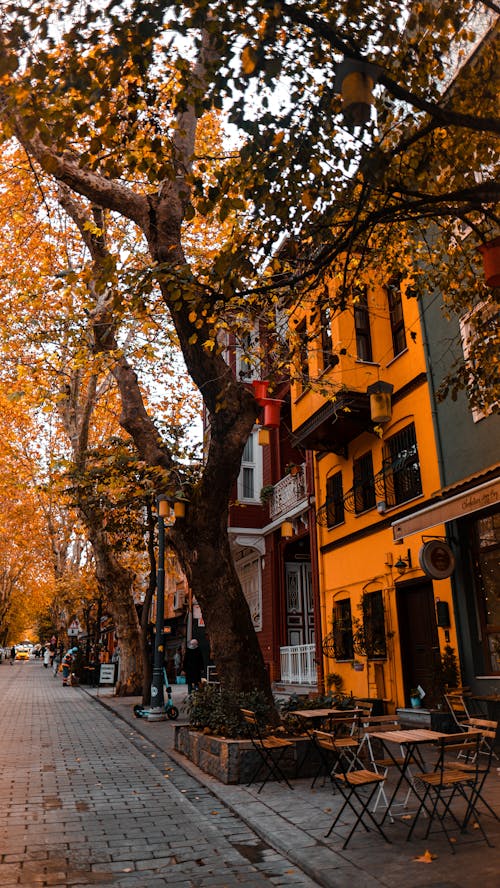 ağaçlar, binalar, dikey atış içeren Ücretsiz stok fotoğraf