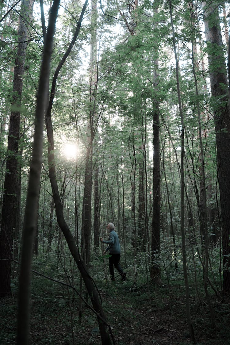 Lone Senior Man Walking In Forest