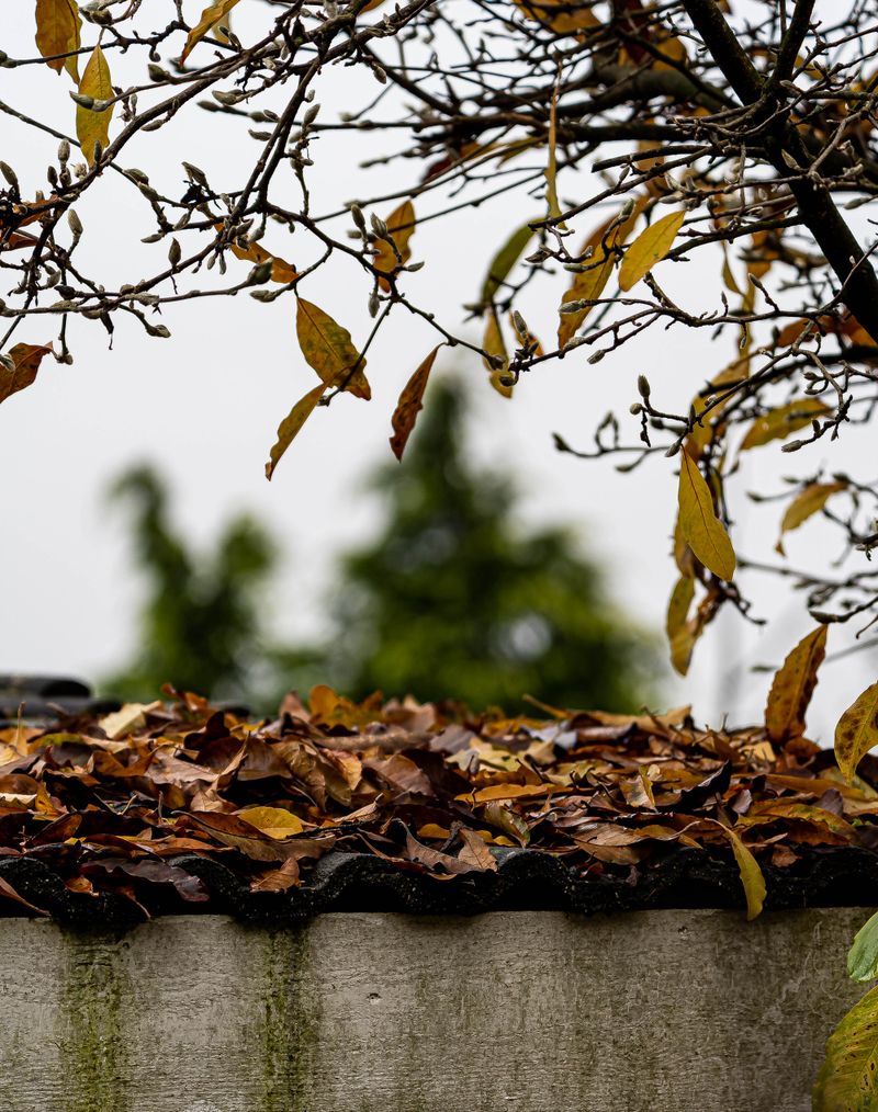 Clogged gutters full of leaves before cleaning