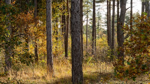 무료 나무, 나무 줄기, 숲의 무료 스톡 사진