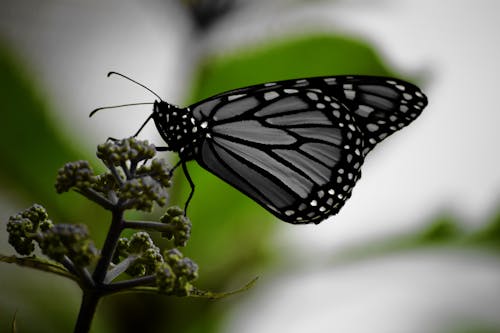 白と黒のモナーク蝶の浅い焦点