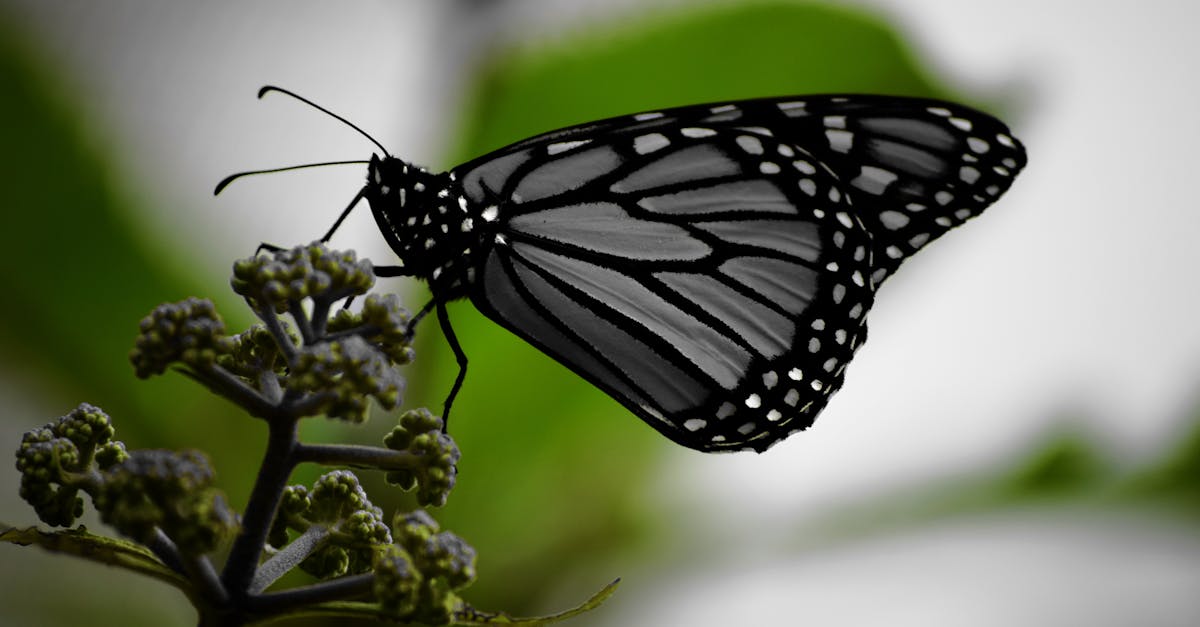 butterfly monarch aesthetic plant pexels flower domain grey similar water pickpik akella ram