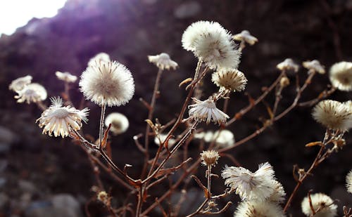 Free stock photo of dried, dried flower, natural