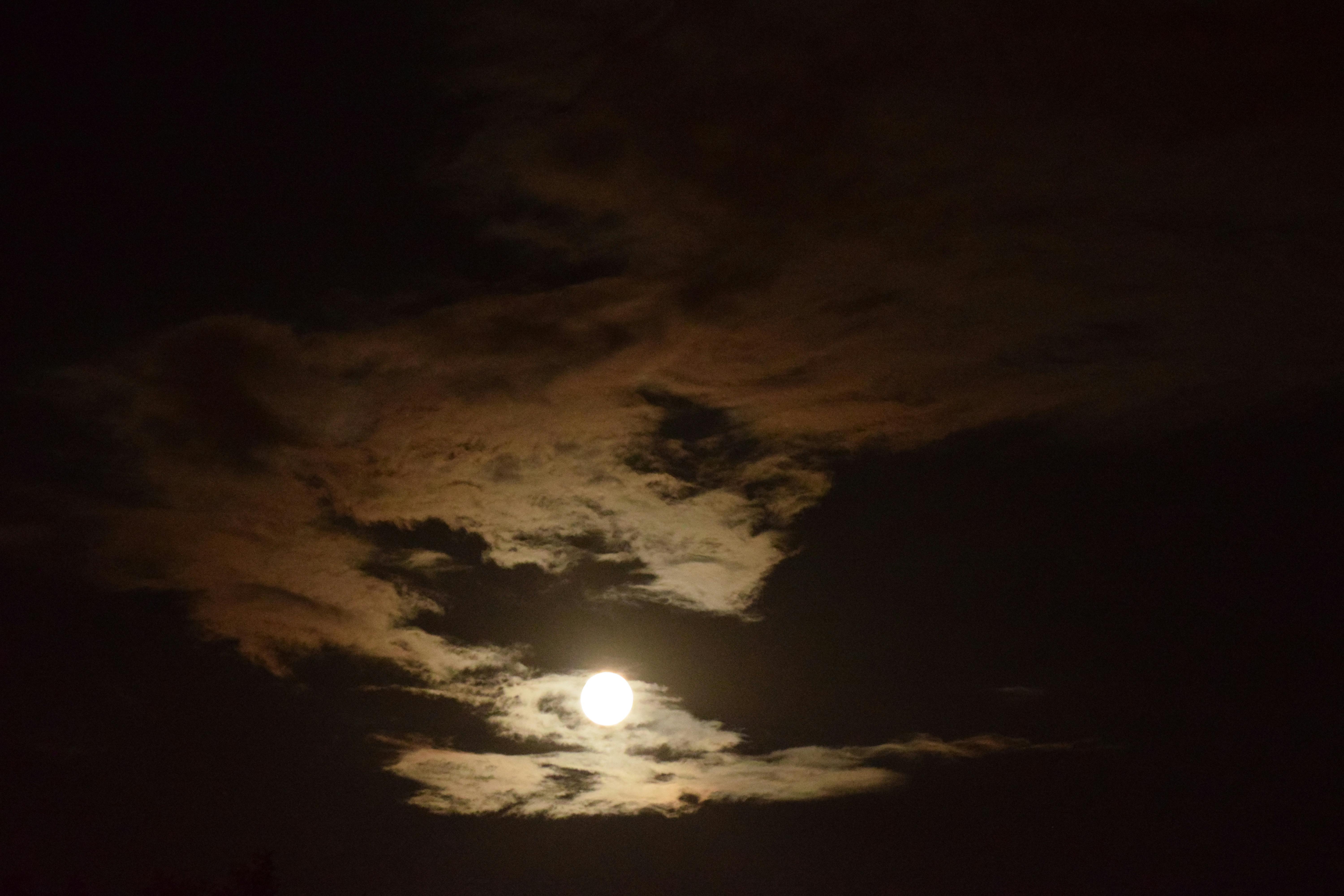 ドラゴン 夜 満月の無料の写真素材