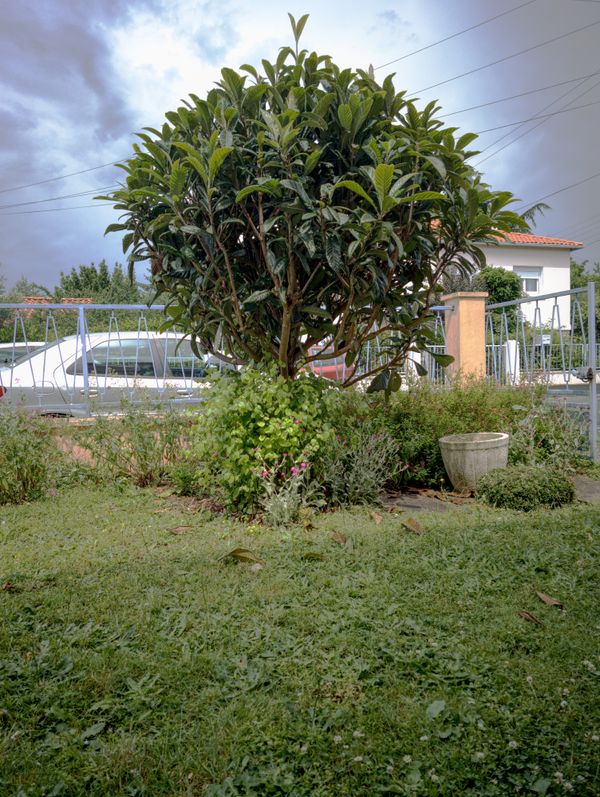 Néflier du Japon dans un jardin devant la maison sous un ciel orageux