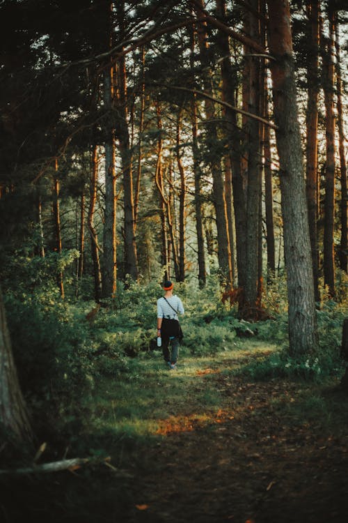 Person Walking in a Forest