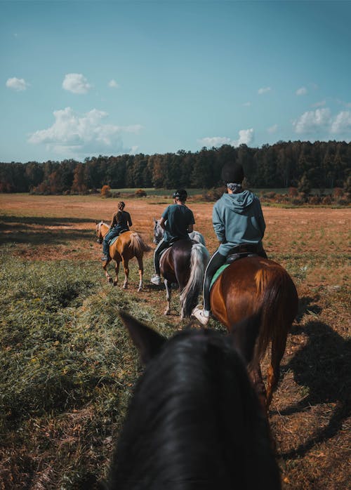 A Group of People Riding Horses on a Grass Field