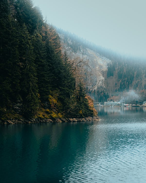 Free Green Trees Beside Lake  Stock Photo