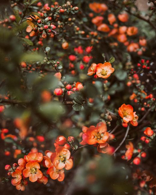 Close-up of vibrant orange quince flowers, capturing the essence of spring nature.