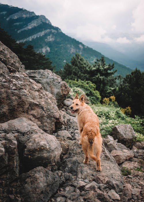 Dog on Mountain