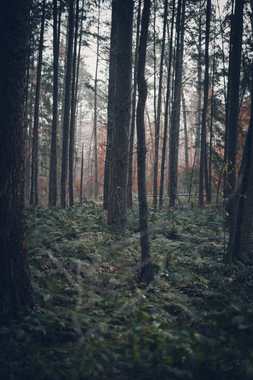 Free Serene forest view with bare trees and lush green plants under a misty sky. Stock Photo