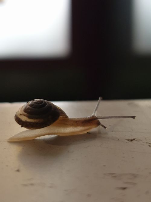 Free stock photo of animal, cute, nature Stock Photo