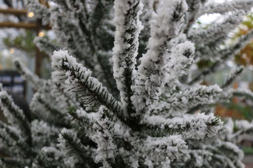 Free stock photo of aesthetic, christmas, christmas tree Stock Photo