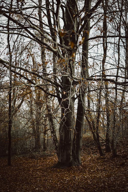 Ücretsiz ağaçlar, çıplak ağaçlar, dallar içeren Ücretsiz stok fotoğraf Stok Fotoğraflar