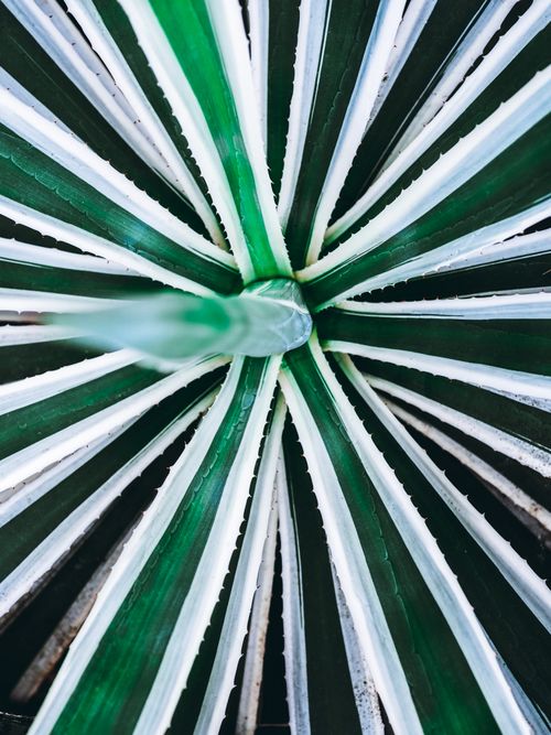 Free Close-up vertical view of a vibrant green agave plant showcasing symmetry and texture. Stock Photo