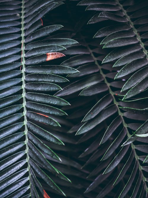 Close-Up Shot of Green Leaves