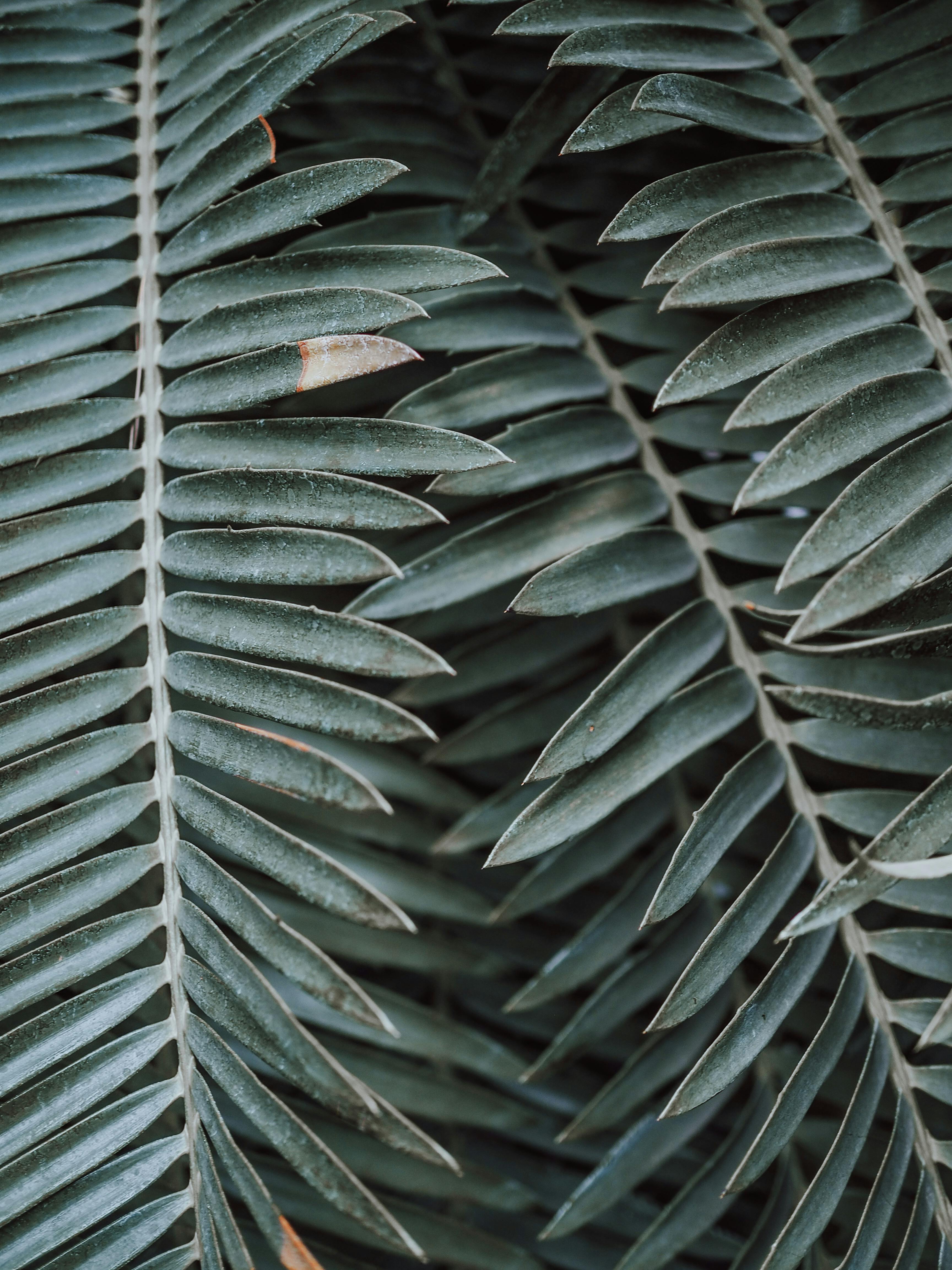 Detailed close-up of lush green foliage showcasing intricate leaf patterns and textures.