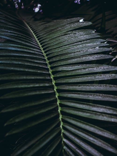 パターン, フローラ, ヤシの葉の無料の写真素材