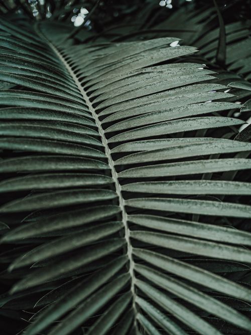 Free Detailed shot of a green palm leaf showing rich texture and natural patterns. Stock Photo