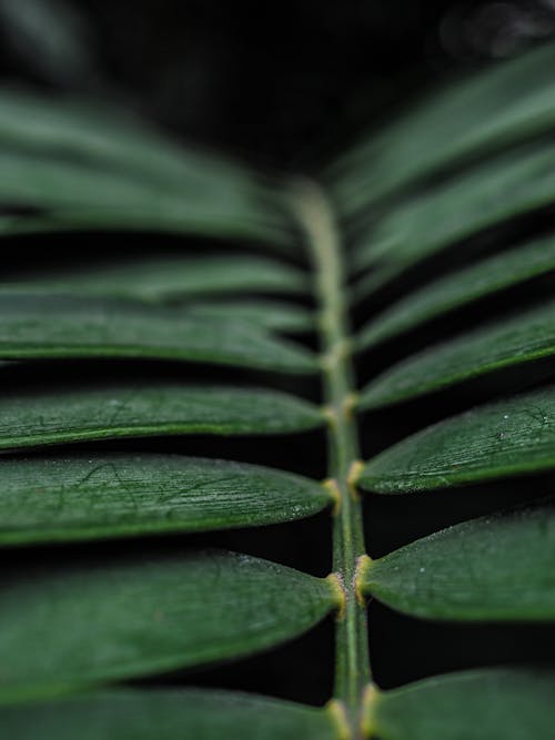 Close-Up Shot of Green Leaves