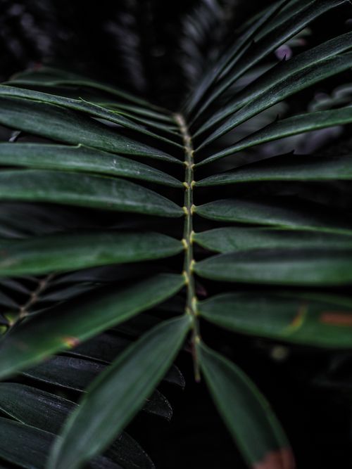 Free Detailed close-up of green foliage showcasing intricate leaf patterns and textures. Stock Photo