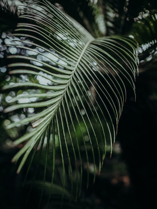 Close-Up Shot of Palm Leaves