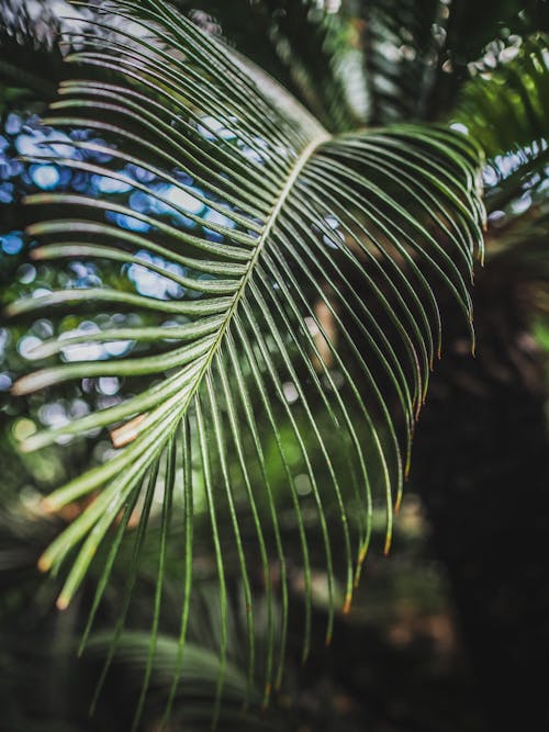 Close-Up Shot of Palm Leaves